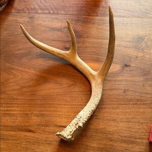 Large Whitetail Deer Natural Shed Antler Decor